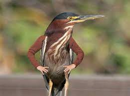 Gambar burung elang ukuran besar. 15 Foto Editan Hewan Ini Sukses Bikin Ngakak Absurd Parah