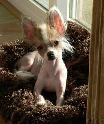 Maybe you would like to learn more about one of these? 12 Chihuahua Chinese Crested Mix Ideas Chinese Crested Chihuahua Chihuahua Mix