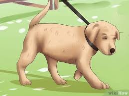 Apr 09, 2013 · once your dog is able to remain relaxed at the sight of the leash, clip the leash on his collar or harness while he remains in a sit. 4 Ways To Get Your Puppy To Stop Biting Wikihow