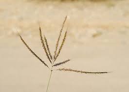 Image result for Dichanthium