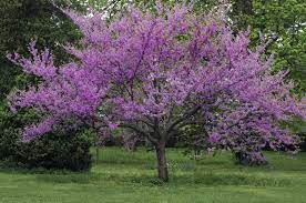 Though specific directions will depend on the flowering trees you purchase, knowing your growing zone is an important first step. Shade Loving Trees Learn About Trees That Grow In Shade