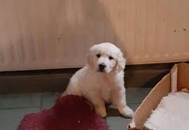 I specialize in breeding goldens with darker coats. Check Out These Adorable English Creme Golden Retriever Puppies For Sale In Jackson Mississippi Classified Americanlisted Com