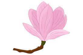 Download Magnolia Vector Magnolia Flower Magnolia Svg Flowers Svg By Irinashishkova Thehungryjpeg Com