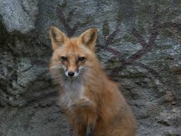 Free for commercial use no attribution required high quality images. Red Fox Little Rock Zoo