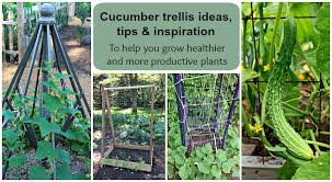 Cucumber trellises save space in the garden, and make harvesting a breeze. Cucumber Trellis Ideas Tips Inspiration For Vegetable Gardens