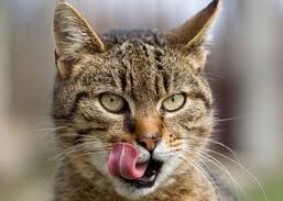 The information helps with practical planning and emotional readiness. Cancer In Cats Nasc Live