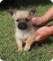 Check spelling or type a new query. Glastonbury Ct Shih Tzu Chihuahua Mix Meet Hipster Adopted A Puppy For Adoption Http Www Adoptapet Com Pet 11715574 Gla Pets Cute Animals Dog Adoption