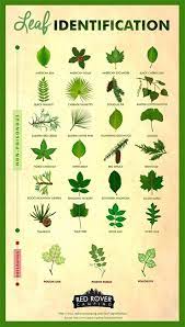 We did not find results for: Different Type Of Leaf Identification