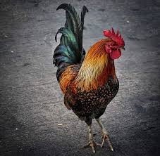 The Bajan Alarm Clock" In the midst... - Beautiful Barbados | Facebook