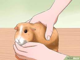 3 Ways To Tell If Your Guinea Pig Is Pregnant Wikihow