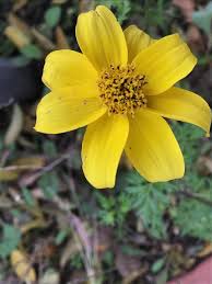 Image result for Bidens flagellata