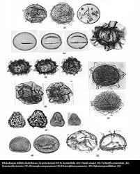 Image result for Indigofera fuscobarbata