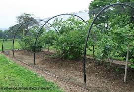 Have been using mine for at least 4 seasons now to cover fenced in blueberry bushes and it has held up very well. Bellewood Gardens Diary Berry Garden Garden Netting Fruit Cage