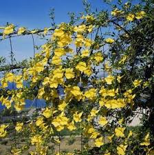 Image result for Dolichandra unguis-cati