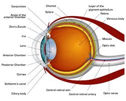 Iridology Iris Diagnosis