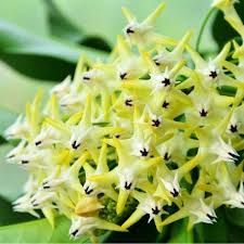 Image result for hoya multiflora