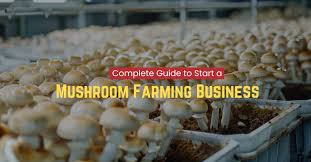 Mushroom Farming Business (Low Investment & Setup Cost)
