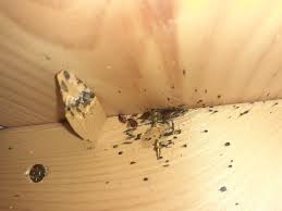 Image result for bed bugs droppings