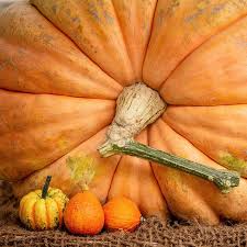 Image result for giant pumpkin