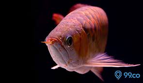 Makanan ikan arwana tidak bisa sembarangan. 10 Jenis Ikan Arwana Terpopuler Yang Biasa Dijadikan Peliharaan
