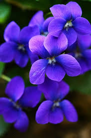 These flowers celebrate unique attributes of the month, represent exceptional characteristics, and convey messages. Violets In February Birth Flower Of The Month Future King Queen