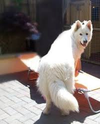 German shepherd female 3 month old puppy. 9 Logan Ideas White German Shepherd White Shepherd Dogs