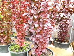 Helmond pillar' barberry liners, available in two sizes. Helmond Pillar Barberry The Miniature Garden Society