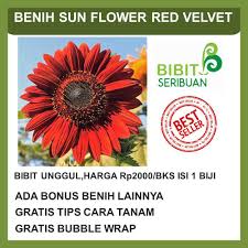 Bunga matahari adalah salah satu tanaman hias yang memiliki banyak varietas. Benih Bunga Matahari Merah Shopee Indonesia