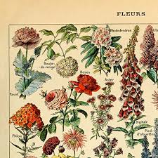 Meishe Art Vintage Poster Print Flower Floral Botanical