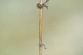 Image result for Triumfetta annua