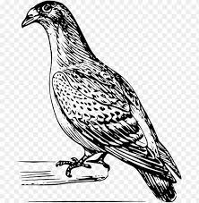 Here you will get all types of png images with transparent background. Merpati Drawing Png Image With Transparent Background Toppng