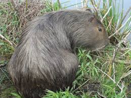Este animal es agresivo, sobre todo el macho que puede llegar a medir hasta 1,30 metro y pesar hasta 60 kilos. Wyenkrskrhynqm