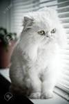 Himalayan cat - Wikipedia