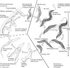 Image result for Viscum congolense