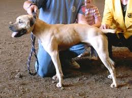 Tri color pitbull puppies for sale pitbull puppies. American Pit Bull Terrier Color Chart American Dog Breeders Assoc