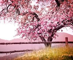 Enjoy peaceful piano music and guitar music (sunny mornings) with birds singing in the background. Pin De Elisa Em Quebra Cabeca Montado Musicas Romanticas Musica De Piano Musica Relaxante