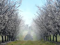 The Case Of Pristine And The Dying Queen Cells A Pesticide Mystery Solved Scientific Beekeeping