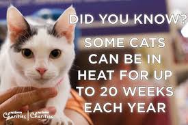More About Heat Cycles Bowling Green Warren County Humane Society