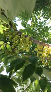 Image result for Diospyros consolatae-rotundifolia intermediates