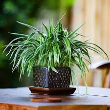 Image result for Chlorophytum delicatulum