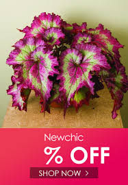 i found this amazing 100pcs pink green coleus flower seeds magic garden bonsai seeds home yard with us 4 99 and 14 days in 2020 bonsai seeds flower seeds bonsai garden