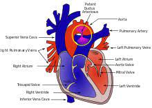 Hz) is the derived unit of frequency in the international system of units (si) and is defined as one cycle per second. Persistierender Ductus Arteriosus Wikipedia
