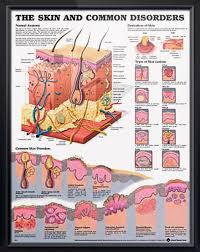 Skin And Common Disorders Chart 20x26 Skin Anatomy Skin