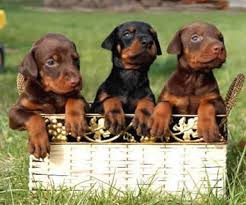 The average pet owner, it seems, has no idea just how much time and expense an ethical breeder spends per litter. Buy Sell Adopt Doberman Puppies In India