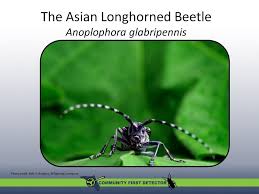 The velvet longhorn beetle (trichoferus campestris faldermann) is a potential threat to utah's urban, orchard, and riparian wood land areas. The Asian Longhorned Beetle Anoplophora Glabripennis Ppt Download
