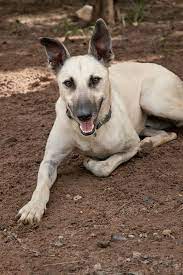 Roo Medium Male Greyhound X Belgian Shepherd Malinois Mix In Nsw Malinois Belgian Shepherd Greyhound