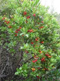 Strawberry tree 'compacta' (arbutus unedo). Arbutus Unedo Oktoberfest Boething Treeland Farms