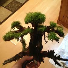 Bonsai Driftwood Driftwood For Sale Driftwood For Sale Aquascape Bonsai
