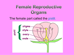 Parts of the flower include petals, sepals, one or more carpels (the female reproductive organs), and stamens (the male reproductive organs). Reproductive Parts Of Plants J Dael