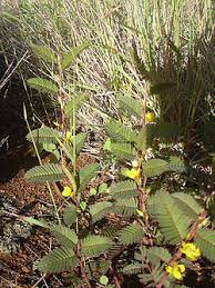 Image result for Chamaecrista zambesica